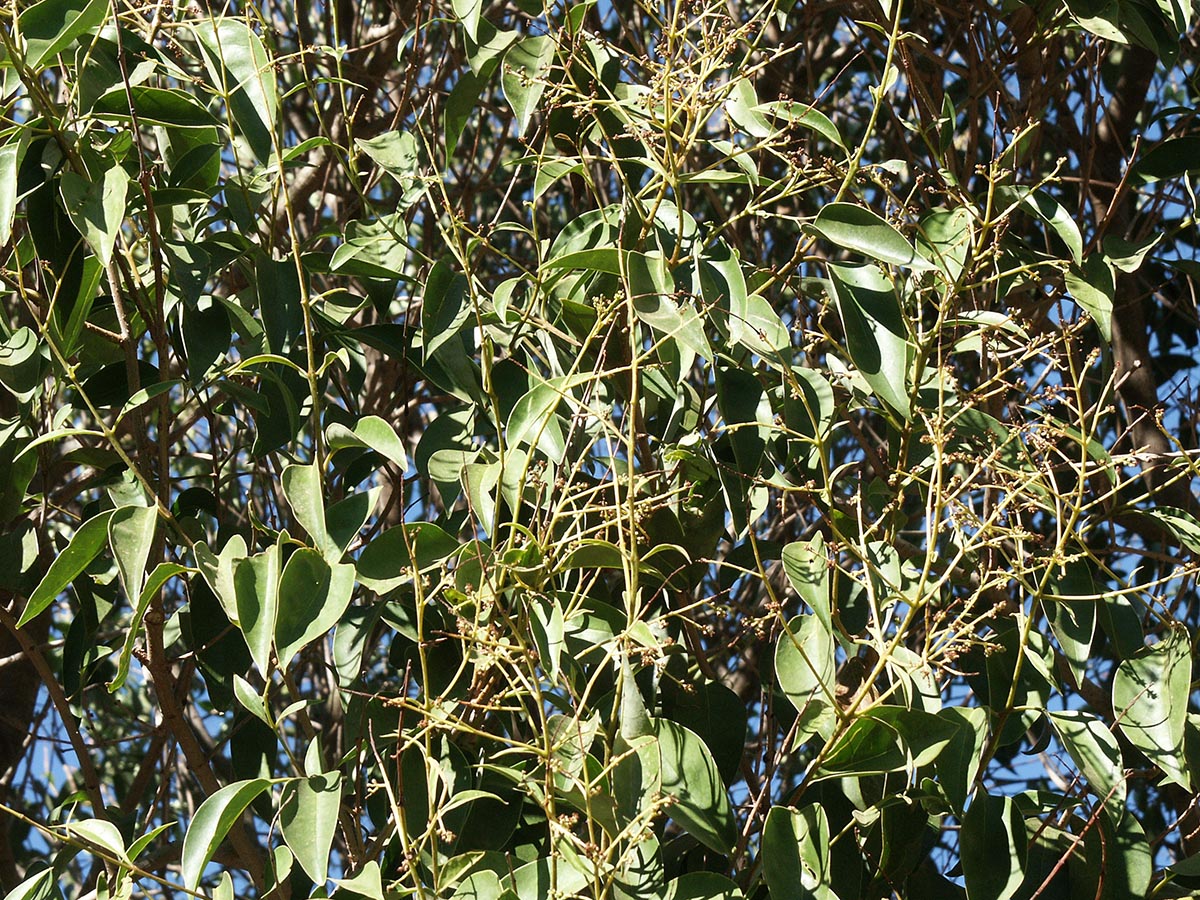 Ligustrum lucidum